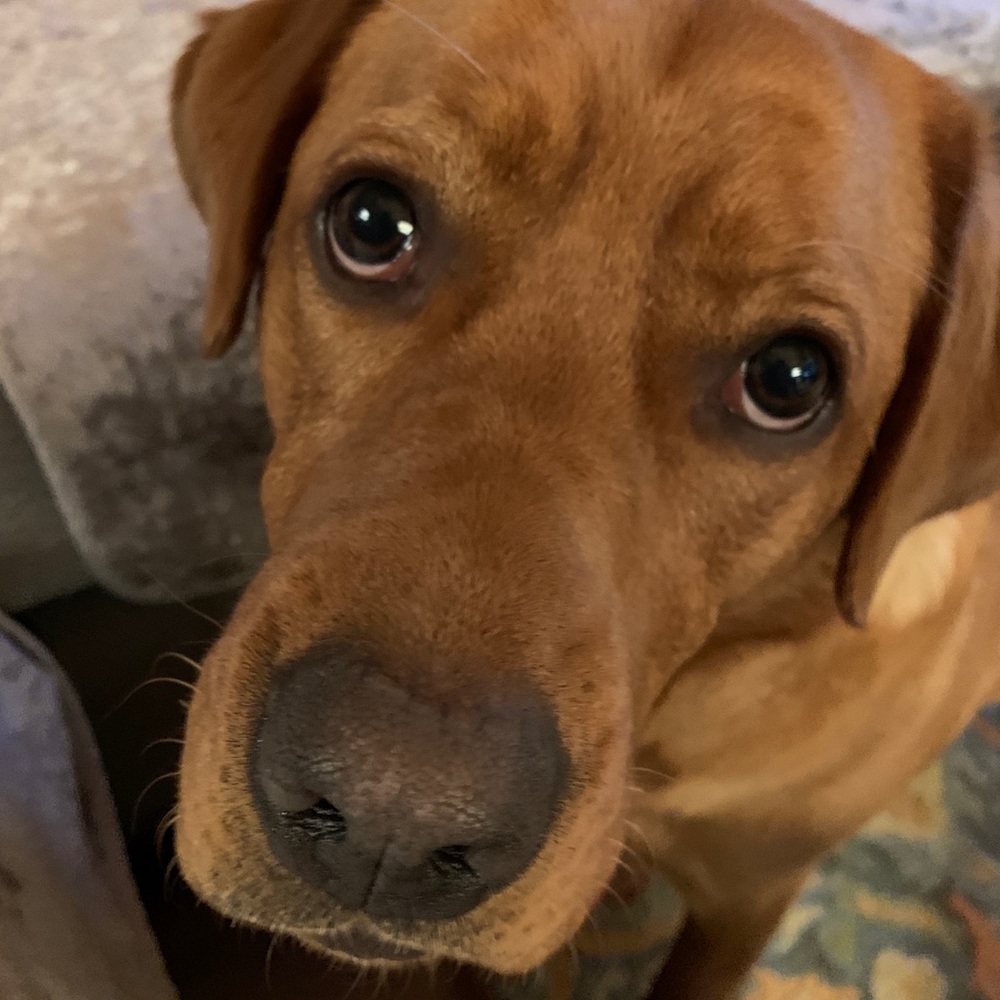 Meet your Posher, Julie